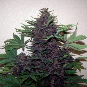 Авто фемки сорта каннабиса Night Queen (Найт Квин ТГК 20%)