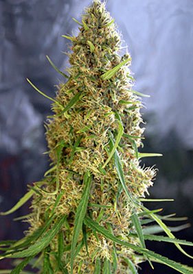 семена афганской марихуаны