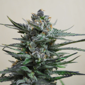 Auto fem Jamaica 
