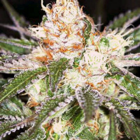 Auto fem Bad Azz Kush