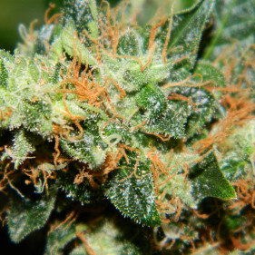 Auto fem Colorado Cookies