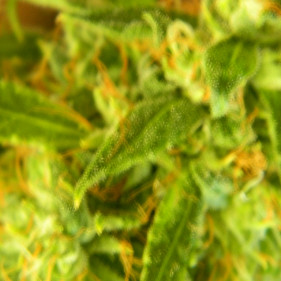 Auto fem Brooklyn sunrise