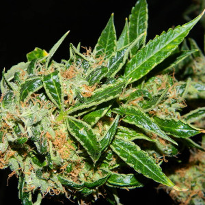 Auto fem Big Bud