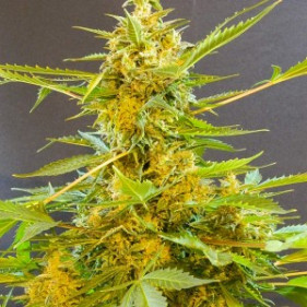 Преобладает индика Auto Fem Afghan Bullet