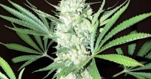 Семена марихуаны индия описание конопли
