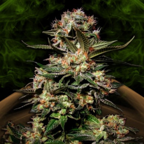 Auto Fem Dark Space сорта марихуаны индики