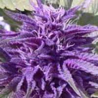 Купить семена конопли быстрорастущие марихуана воля