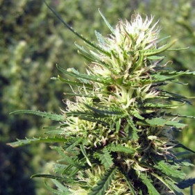 штамм Afghan Original fem