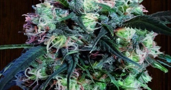 семена марихуаны легально или нет