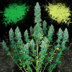 Автоцветущие  семена конопли Buy cannabis seeds легко выращивать сорта марихуаны