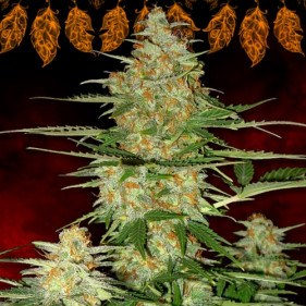 Buy cannabis seeds легко выращивать сорта каннабиса неприхотливые 