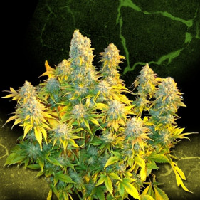 auto fem Pineapple Express семки конопли