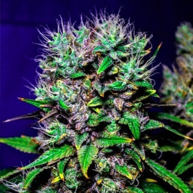 Семочки Auto Fem Candy