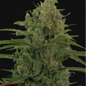 Автоцветущие фемки Auto fem Bin Laden семена конопли оптом в земле