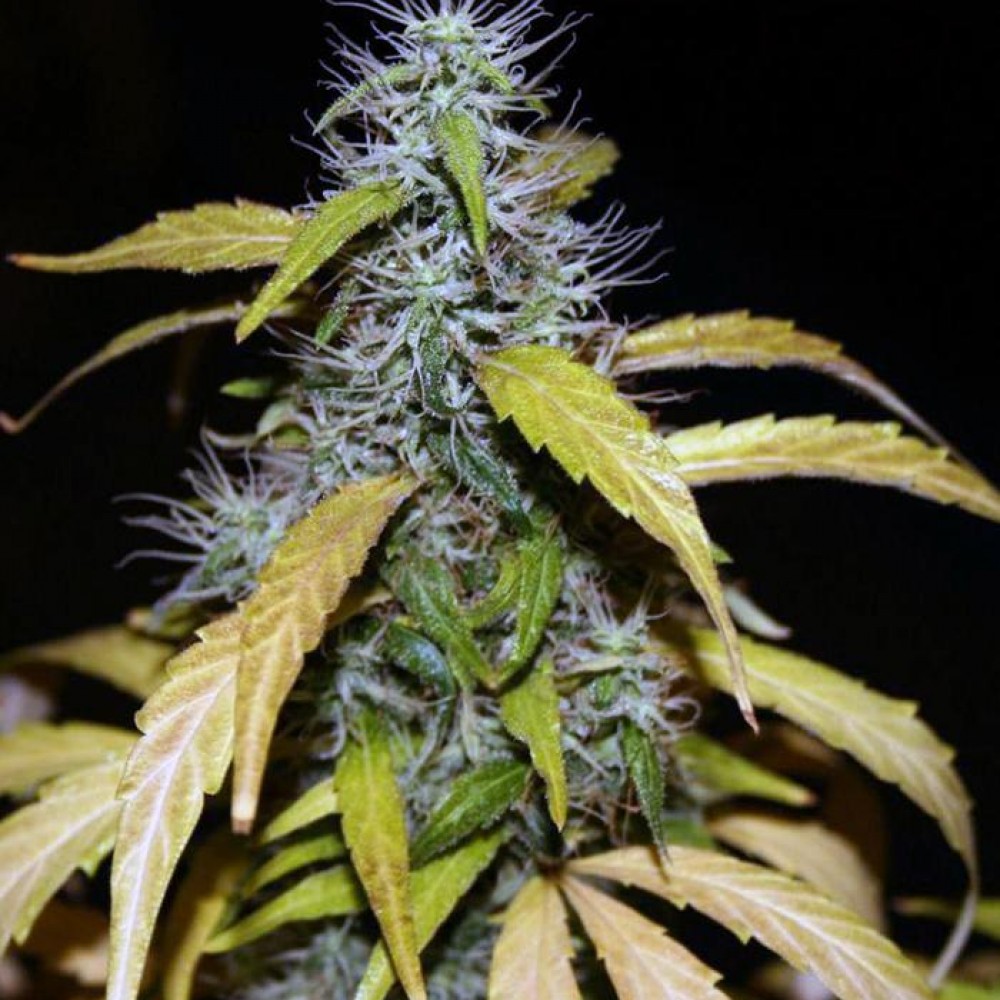 семена марихуаны тгк 25