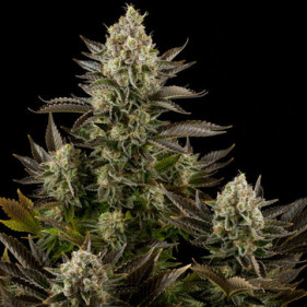 Семена конопли Auto Wembley