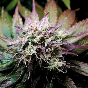 Auto fem Big Demon