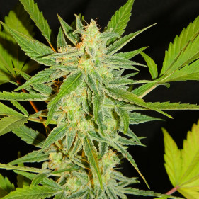 Reg Florida Gold (Флорида Голд ТГК 23%)