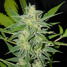 Автоцвет Вайт Кристал, Уайт Кристалл ТГК высокое урожайный сорт