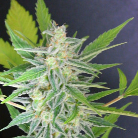 Семена конопли Аuto fem Gold Shark