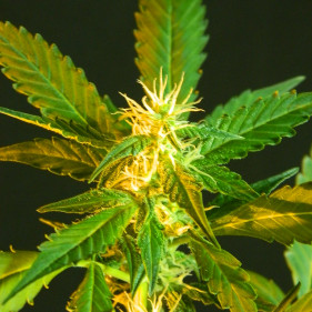 Auto fem Tobacco Gold (ТГК 21%)