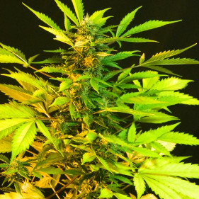 Buy cannabis seeds легко выращивать сорта каннабиса Блек Джек