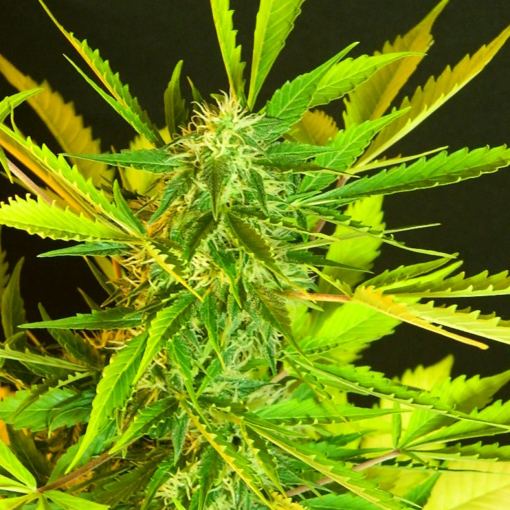 Цветение марихуану адреса гидры в торе linkshophydra