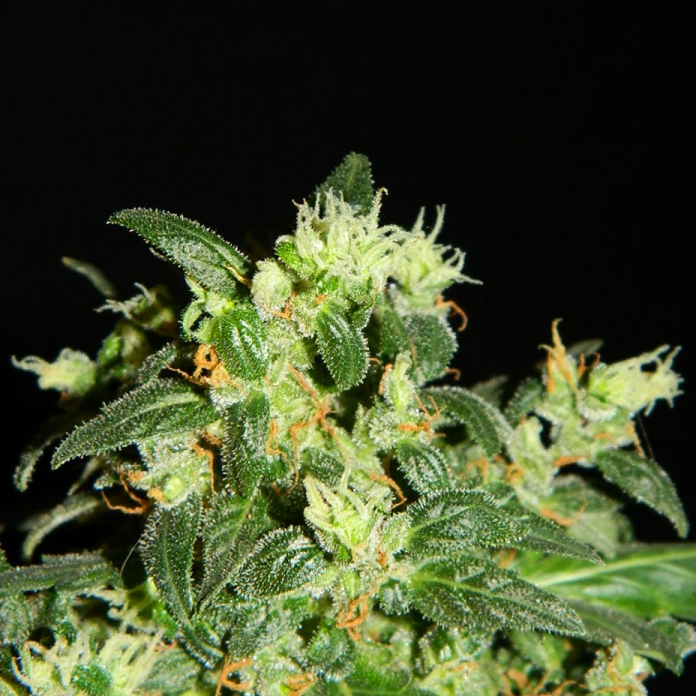 Заказать семян канабиса содержание в моче марихуана
