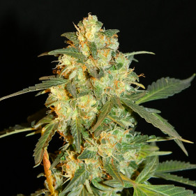 Авто фемки Spanish Diesel семена марихуаны конопли сорта