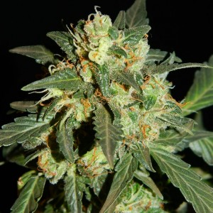 Семена конопли лемон марихуану информация