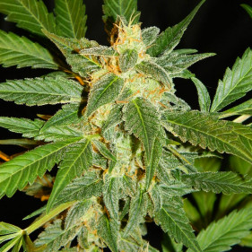 Auto fem Wembley легко выращивать сорта марихуаны начинающим 