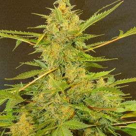 Auto fem New York City (Нью Йорк Сити ТГК 18%)