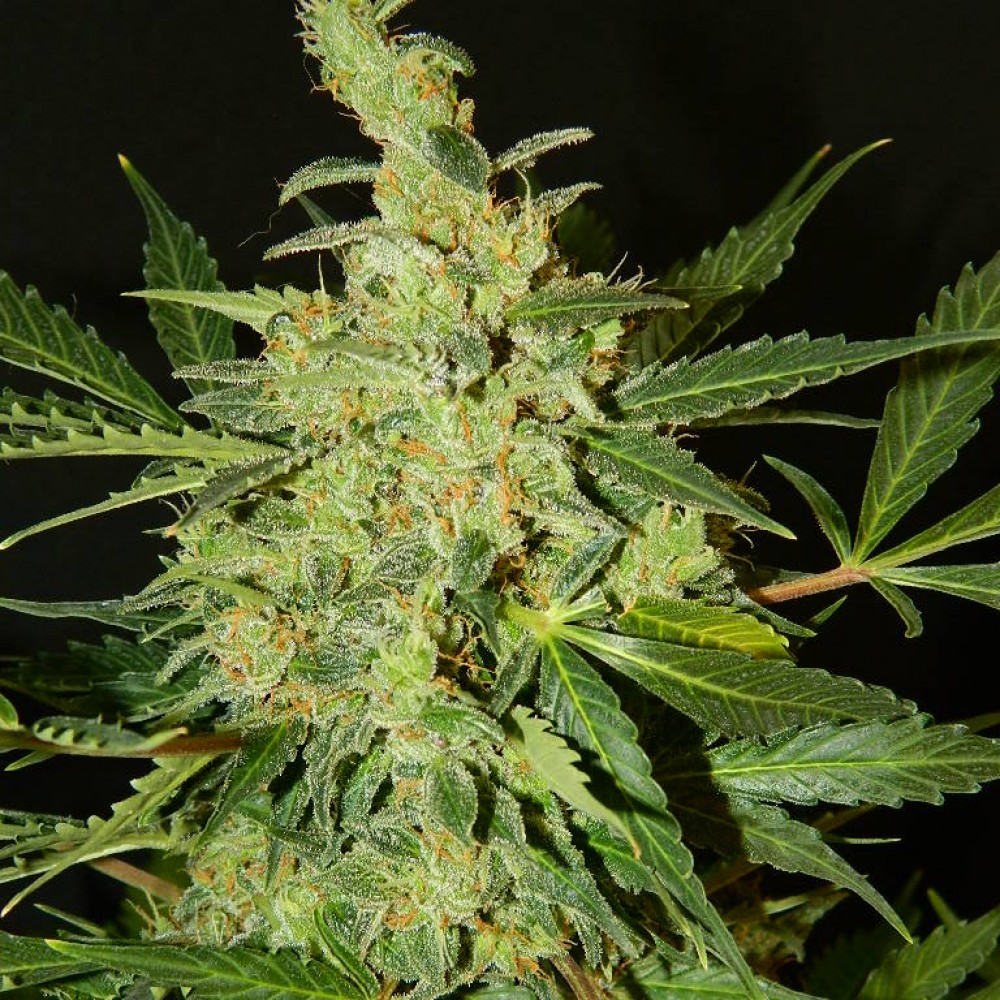 Семя канабиса марихуана и ее влияние на организм