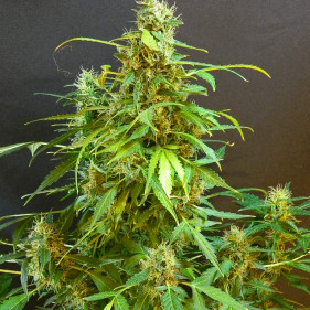 Автофем G-14 (Джи-14) сорта марихуаны можно высаживать в апреле мае июне сентябре