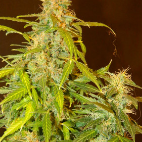 Авто Фемки Somango семена каннабиса урожайные злитные сорта