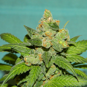 Auto fem Бубль Гум можно садить в апреле мае июле августе сентябре