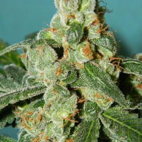 Семена марихуаны блу мистик посадить в апреле мае июне быстрорастущие сорта