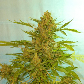 Buy cannabis seeds легко выращивать сорта марихуаны каннабиса