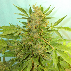 Auto fem Амнезия Голд можно садить в марте апреле мае июле августе сентябре