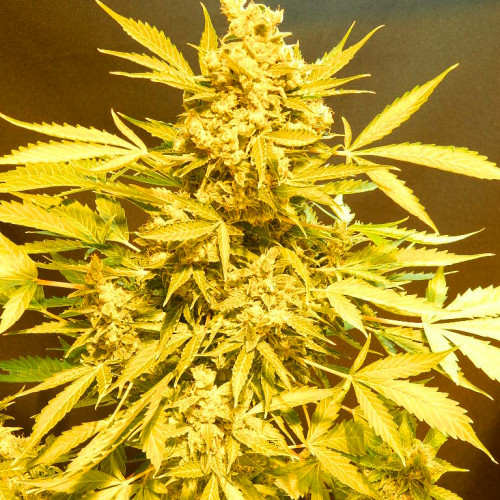 . Все семена представленные на полках магазина Gold Seeds, проходят тестирование на прорастаемость и всхожесть, а также обрабатываются инсектицидными препаратами, что сохраняет Ваши сувениры и предохраняет растения от вредителей до цветения. Все семена от