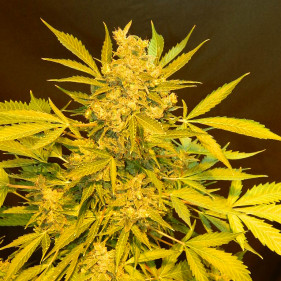 Auto fem Lemon Skunk