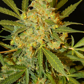 Buy cannabis seeds легко выращивать сорта марихуаны