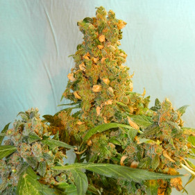 Auto fem Pakistan - высащивать семена конопли в апреле мае августе сентябре