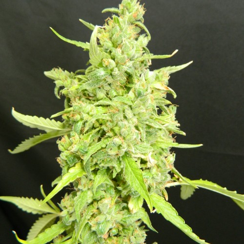Fem K-Train - купить семена марихуаны оптом и в розницу, канабис со скидкой, конопляные семечки - Gold Seeds