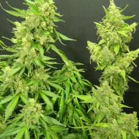 Fem O.G. Kush (ТГК 24%)