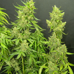 reg Pineapple Chunk (Пайнепл Чунк, Ананас Chunk ТГК 24%)