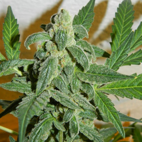Легко выращивать сорта марихуаны Auto fem Bishkek начинающим коммерсантам