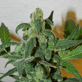 Auto fem LSD