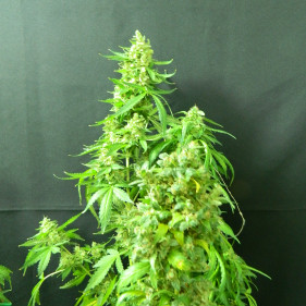 Reg Kosher Kush (Кошерный Куш, Кошер Куш ТГК 20%)