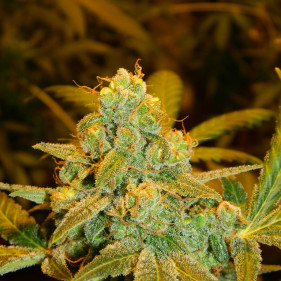 Buy cannabis seeds легко выращивать сорта марихуаны в апреле мае августе сентябре новые мощные